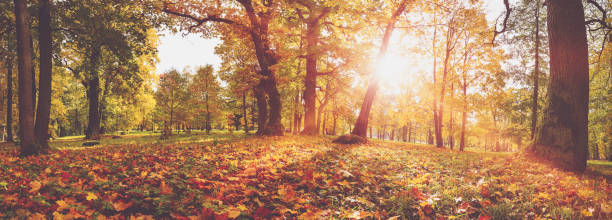 istock Trees in the park in autumn on sunny day 1270566953