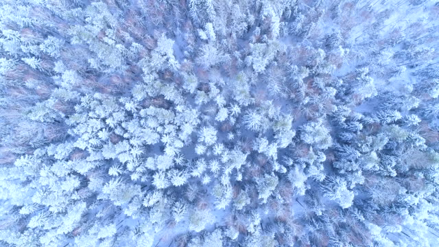 Bird's eye view of coniferous forest and treetops in winter.Aerial View.