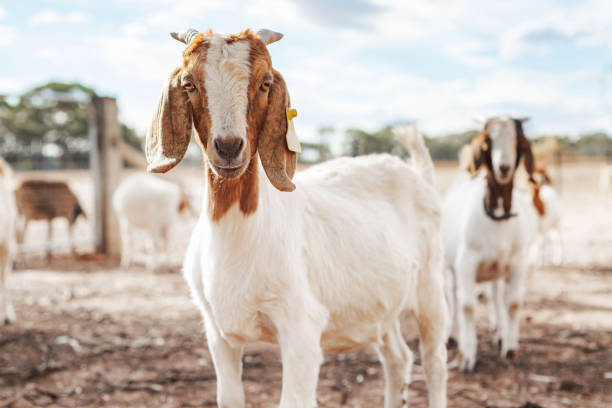 Goat looking at camera A goat looking at camera on a farm surrounded by other goats goat photos stock pictures, royalty-free photos & images