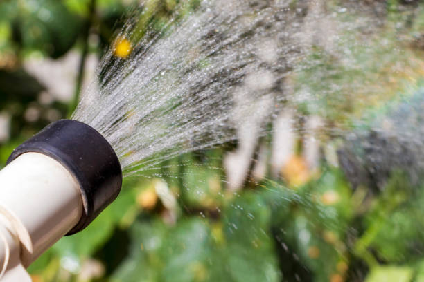 istock Watering in the morning 1270570018