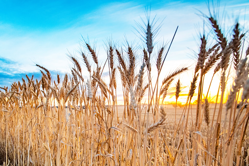 Close up of wheat in crop during harvest against the sunset background