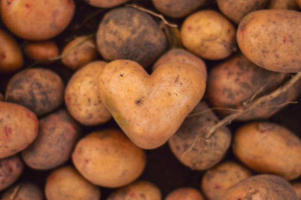 Heart shaped dirty potato on vegetable brown background. Top view, copy space.
