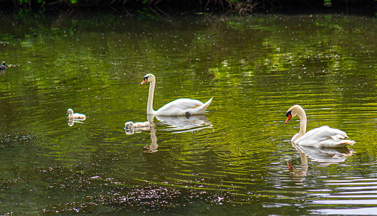 Swan and her chicks swimming on the lake