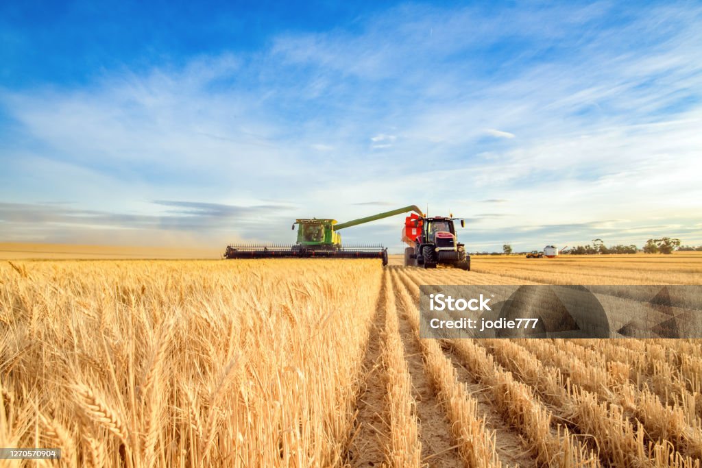 Harvesting machine approaching wheat Harvesting machine approaching with the foreground of golden wheat Agriculture Stock Photo