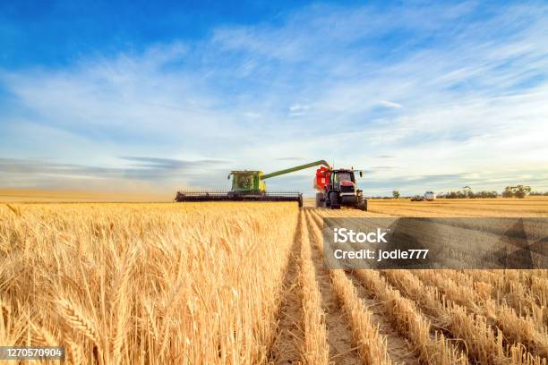 Harvesting Machine Approaching Wheat Stock Photo - Download Image Now - Agriculture, Wheat, Harvesting