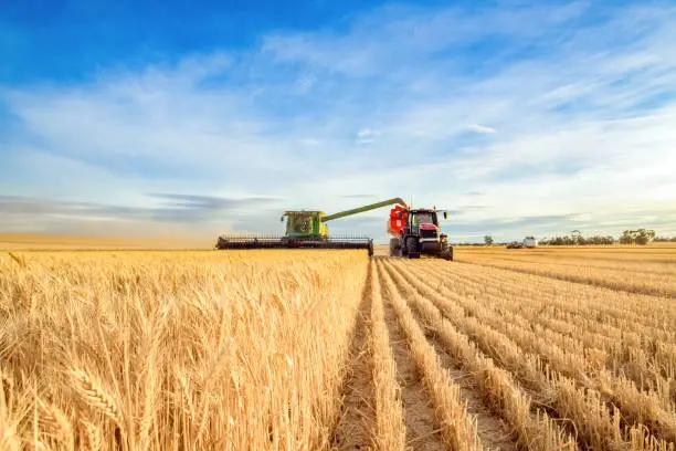 Photo of Harvesting machine approaching wheat