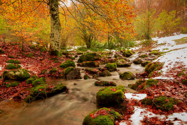 end of autumn and first snow in the jungle of irati - leaf autumn falling tree imagens e fotografias de stock