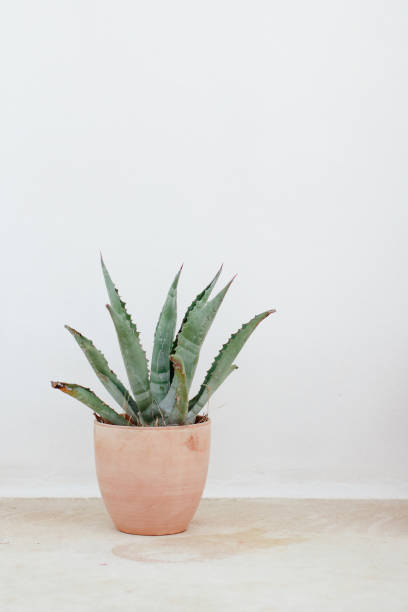 istock A green agave plant in a ceramic pot near a wall 1270571427