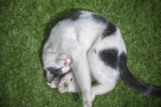 istock A black and white cat curled up like a ball on grass 1270572031