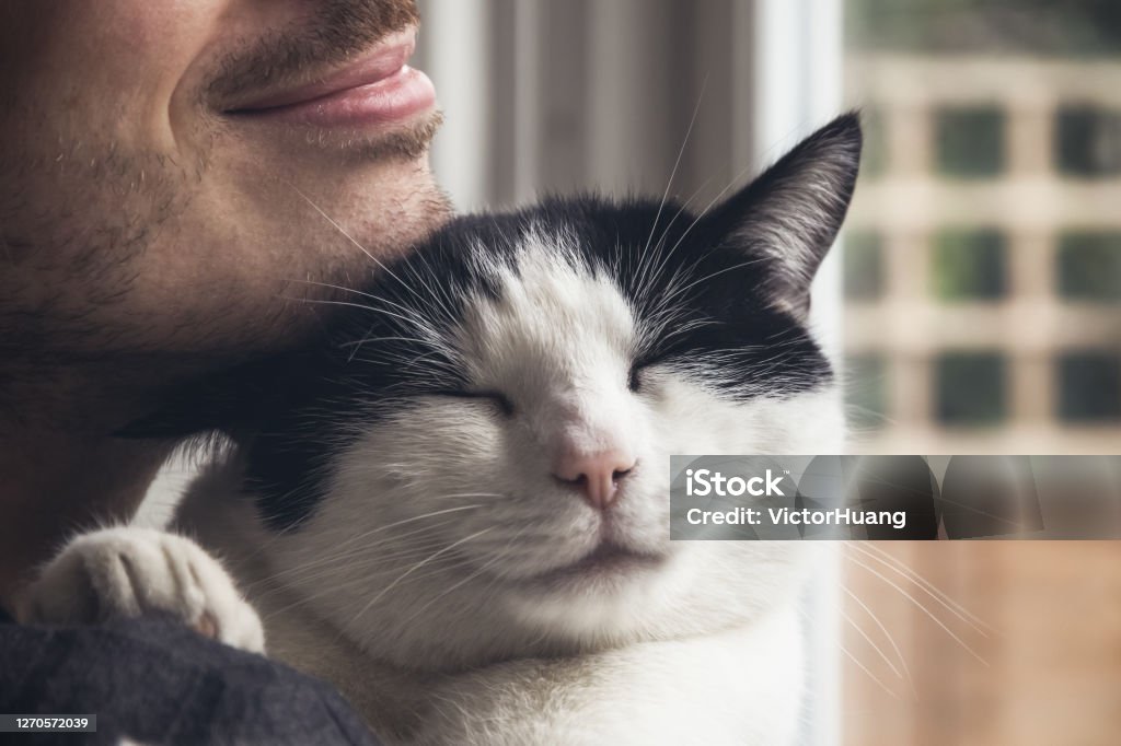 Closeup of a black and white cat cuddled by a beard man Closeup of a black and white cat cuddled by a beard man. Love relationship between human and cat Domestic Cat Stock Photo