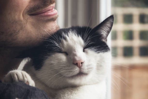 Closeup of a black and white cat cuddled by a beard man stock photo