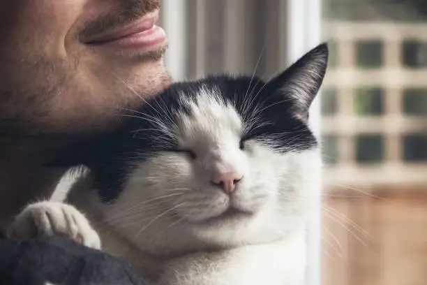Closeup of a black and white cat cuddled by a beard man. Love relationship between human and cat