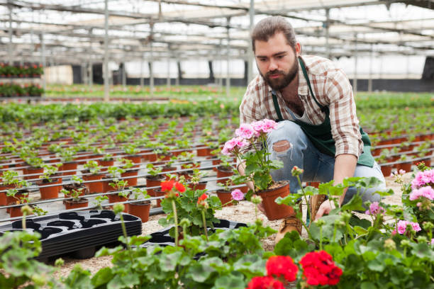 istock Male controlling quality of geranium 1270572783