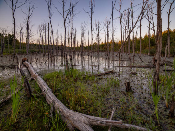 istock morning in summer swamp with vertical dry gray straight tree trunks 1270573879