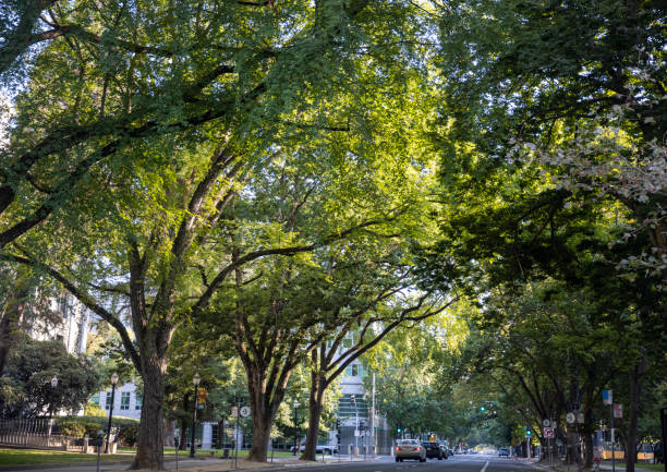 istock Walking in Downtown Sacramento 1270573894