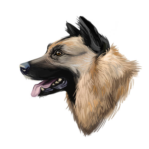 istock Kunming wolfdog, dog originated in China, digital art illustration. Chinese established breed, trained as military assistant and rescue animal. Pet with stuck out tongue on blue background. 1270576924