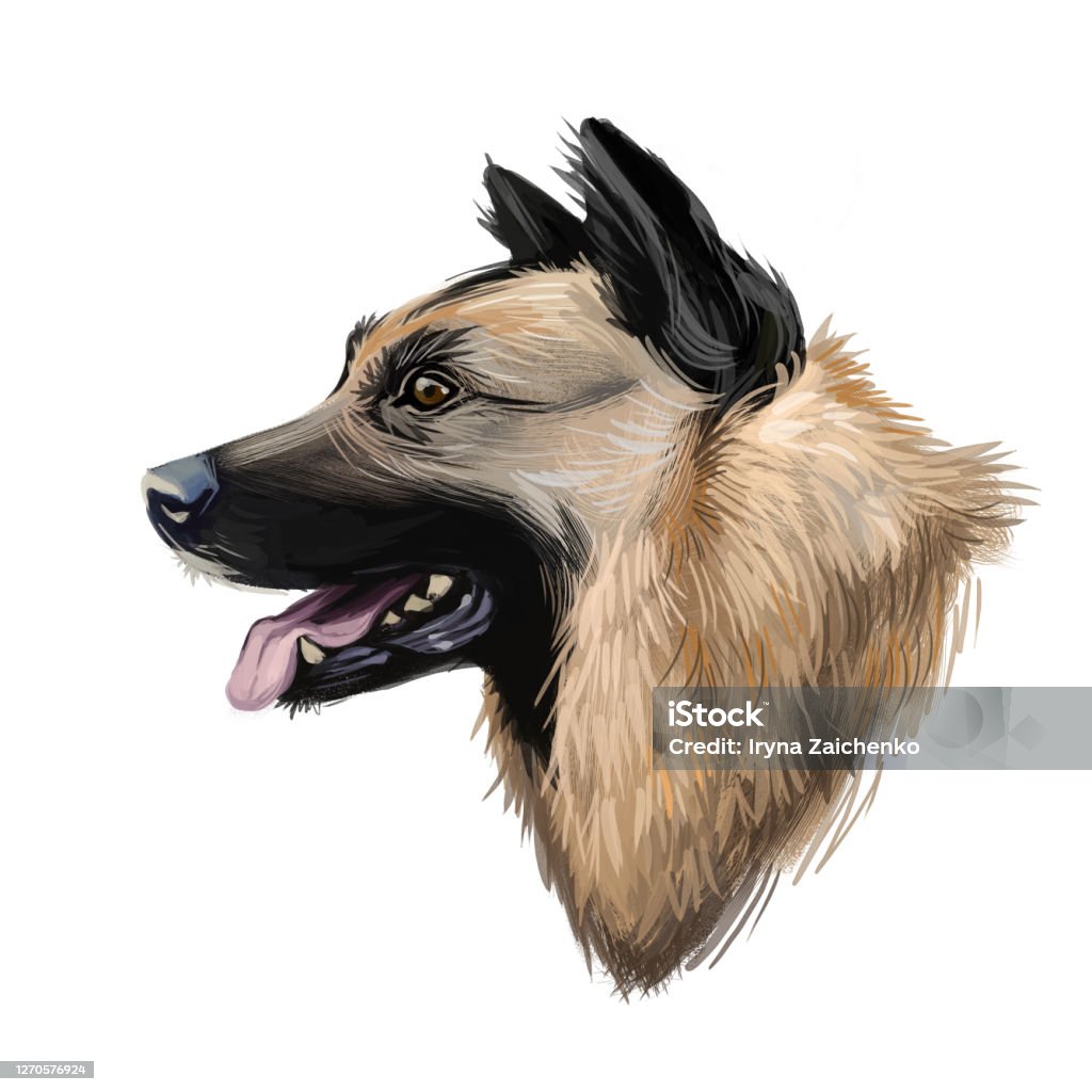 Kunming wolfdog, dog originated in China, digital art illustration. Chinese established breed, trained as military assistant and rescue animal. Pet with stuck out tongue on blue background. Kunming wolfdog, dog originated in China, digital art illustration. Chinese established breed, trained as military assistant and rescue animal. Pet with stuck out tongue on blue background Animal stock illustration