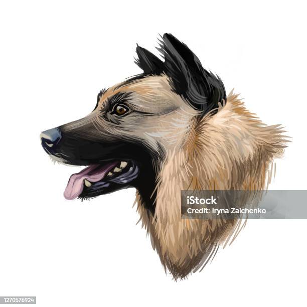 Kunming Wolfdog Dog Originated In China Digital Art Illustration Chinese Established Breed Trained As Military Assistant And Rescue Animal Pet With Stuck Out Tongue On Blue Background Stock Illustration - Download Image Now
