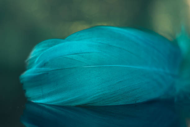 istock Beautiful blue Bird feather on a bokeh background.  Pattern background for design texture.  Macro view photography. 1270577131