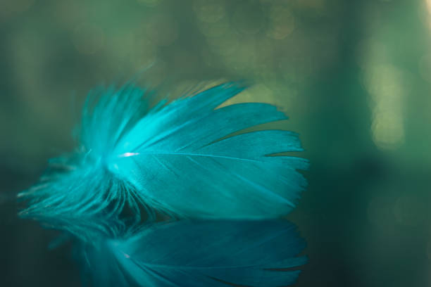 istock Beautiful blue Bird feather on a bokeh background.  Pattern background for design texture.  Macro view photography. 1270577146