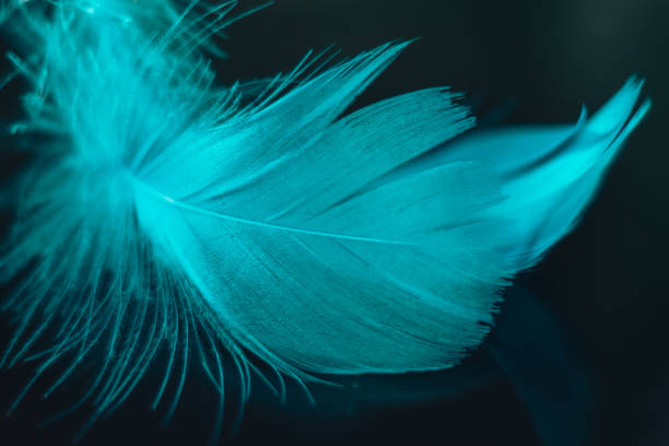 istock Beautiful blue Bird feather on a bokeh background.  Pattern background for design texture.  Macro view photography. 1270577160