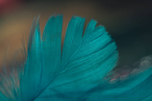 istock Close up Beautiful blue Bird feather pattern on a bokeh background for design texture. 1270577178