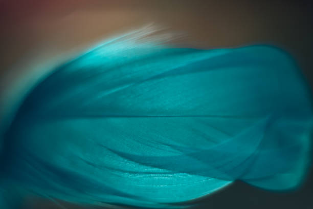 Close up Beautiful blue Bird feather pattern on a bokeh background for design texture.
