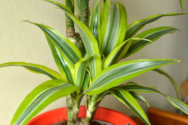 istock dracena plant in the red flower pot 1270579757