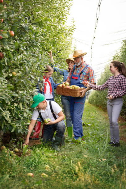 istock Family working in apple orchard together 1270580426