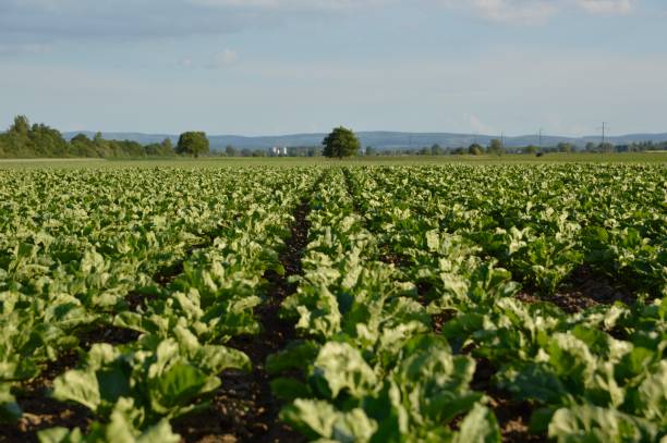 istock sugar beet field in spring with blue sky in the background 1270582260