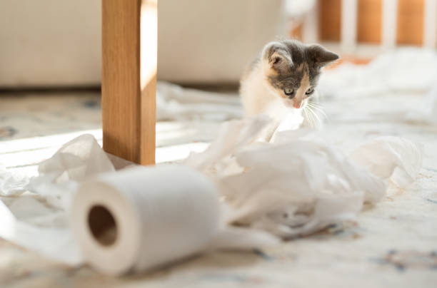 istock Cat with toilet paper 1270582271