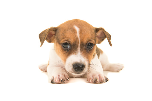 Cute brown and white jack russel terrier puppy lying on the floor seen from the front facing the camera isolated on a white background