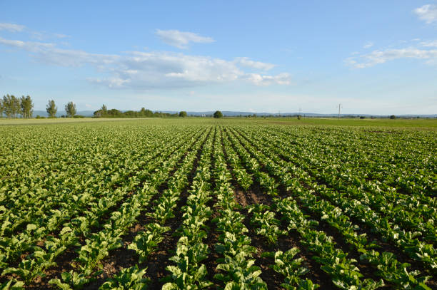 sugar beet field in spring with blue sky in the background young plant of sugar beet growing in the field beta vulgaris stock pictures, royalty-free photos & images