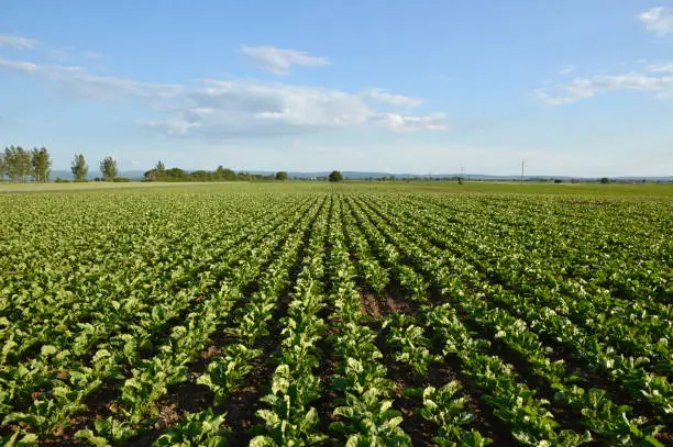young plant of sugar beet growing in the field