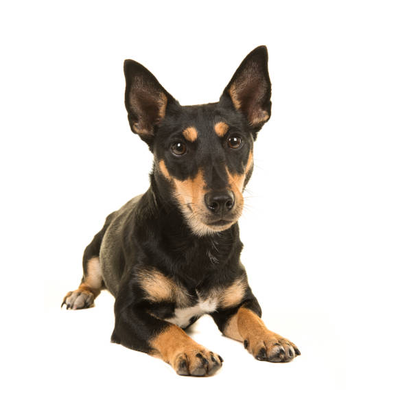 istock Black and tan jack russel terrier lying down facing the camera on a white background 1270582492
