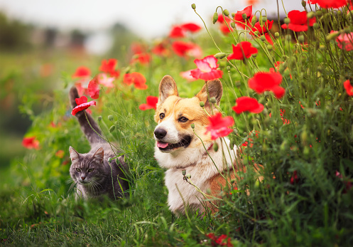 perro Corgi y gatos rayados se sientan en un jardín de verano soleado en un lecho de amapolas flores rojas photo