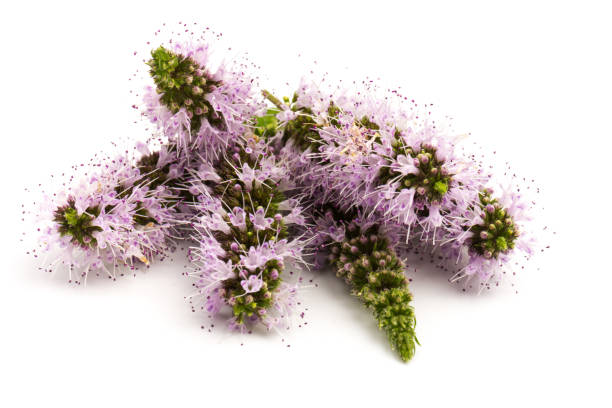 istock Purple peppermint flowers isolated on white background 1270582635