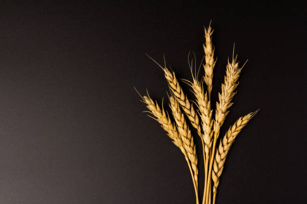 istock Spikelets of golden wheat,  isolated on black background 1270582668