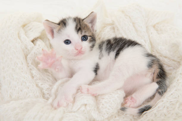 istock Cute tabby and white baby cat lying on its back playing on a off white background 1270582702