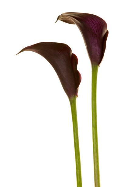 istock Two black calla lilly flowers isolated on a white background 1270582742