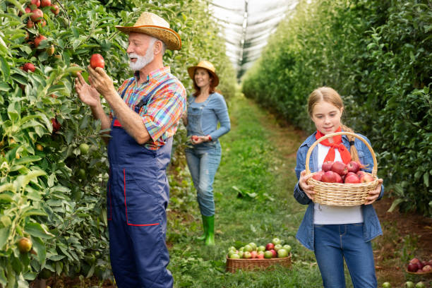 istock Happy family in apple orchard 1270582749