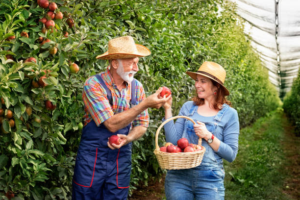 istock Couple collecting apples in garden 1270582913