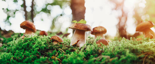 istock Wild Mushrooms outdoors in the forest in autumn 1270583145
