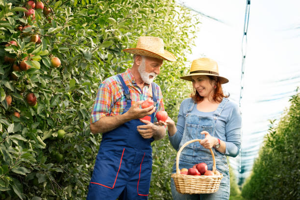 istock Happy couple picking organic apples into the orchard 1270583171