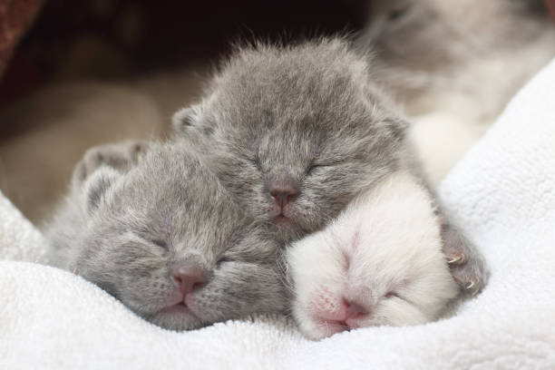 Cute new born kittens Cute new born kittens newborn animal stock pictures, royalty-free photos & images