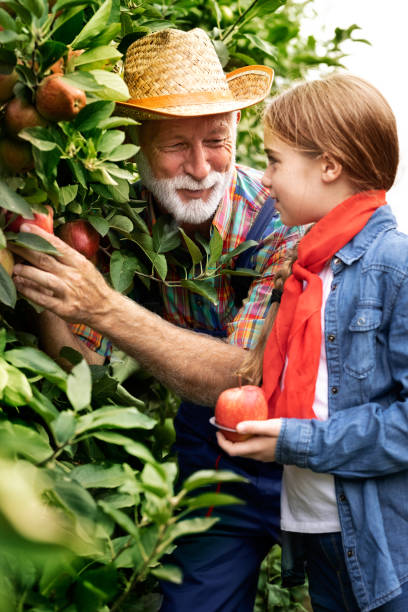 istock Old farmer with his lovely granddaughter picking apples 1270584680