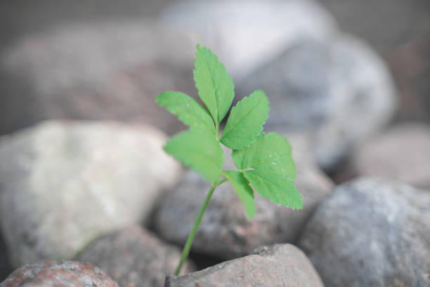 a green sprout grows among the stones