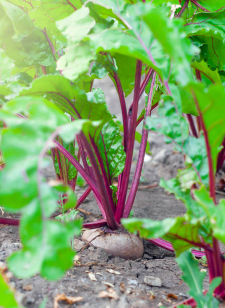istock Organic beets in a vegetable garden, close-up, vertical orientation 1270585047