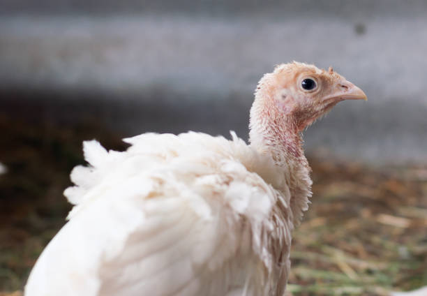 istock young turkeys on the farm, turkey breeding 1270585114