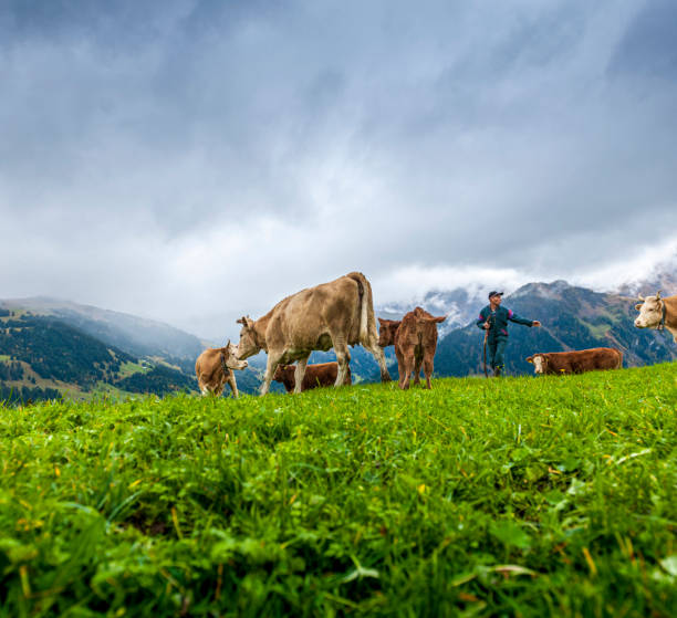 kühe, die mit dem landwirt auf der alp spazieren gehen - cow swiss culture switzerland cattle stock-fotos und bilder